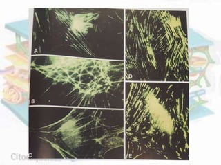 Citoesqueleto y movilidad celular