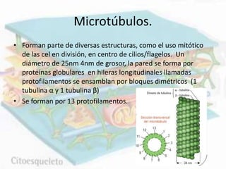 Microtúbulos.
• Forman parte de diversas estructuras, como el uso mitótico
de las cel en división, en centro de cilios/flagelos. Un
diámetro de 25nm 4nm de grosor, la pared se forma por
proteínas globulares en hileras longitudinales llamadas
protofilamentos se ensamblan por bloques dimétricos (1
tubulina α y 1 tubulina β)
• Se forman por 13 protofilamentos.
 