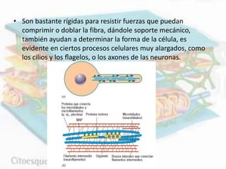 • Son bastante rígidas para resistir fuerzas que puedan
comprimir o doblar la fibra, dándole soporte mecánico,
también ayudan a determinar la forma de la célula, es
evidente en ciertos procesos celulares muy alargados, como
los cilios y los ﬂagelos, o los axones de las neuronas.
 
