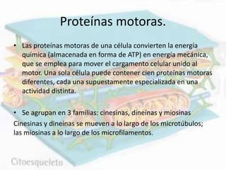 Proteínas motoras.
• Las proteínas motoras de una célula convierten la energía
química (almacenada en forma de ATP) en energía mecánica,
que se emplea para mover el cargamento celular unido al
motor. Una sola célula puede contener cien proteínas motoras
diferentes, cada una supuestamente especializada en una
actividad distinta.
• Se agrupan en 3 familias: cinesinas, dineínas y miosinas
Cinesinas y dineínas se mueven a lo largo de los microtúbulos;
las miosinas a lo largo de los microfilamentos.
 