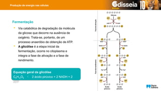 Produção de energia nas células
 Via catabólica de degradação da molécula
da glicose que decorre na ausência de
oxigénio. Trata-se, portanto, de um
processo anaeróbio de obtenção de ATP.
 A glicólise é a etapa inicial da
fermentação, ocorre no citoplasma e
integra a fase de ativação e a fase de
rendimento.
Equação geral da glicólise
C6H12O6  2 ácido pirúvico + 2 NADH + 2
ATP
Fermentação
 