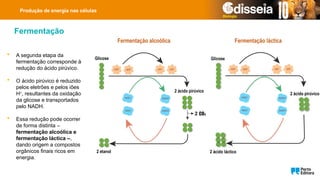 Produção de energia nas células
 A segunda etapa da
fermentação corresponde à
redução do ácido pirúvico.
 O ácido pirúvico é reduzido
pelos eletrões e pelos iões
H+
, resultantes da oxidação
da glicose e transportados
pelo NADH.
 Essa redução pode ocorrer
de forma distinta –
fermentação alcoólica e
fermentação láctica –,
dando origem a compostos
orgânicos finais ricos em
energia.
Fermentação
Glicose
2 ácido pirúvico
2 etanol
Glicose
2 ácido pirúvico
2 ácido láctico
Fermentação alcoólica Fermentação láctica
 
