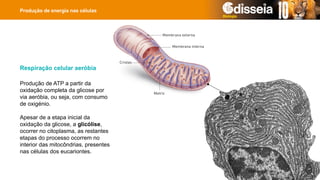 Produção de energia nas células
Produção de ATP a partir da
oxidação completa da glicose por
via aeróbia, ou seja, com consumo
de oxigénio.
Apesar de a etapa inicial da
oxidação da glicose, a glicólise,
ocorrer no citoplasma, as restantes
etapas do processo ocorrem no
interior das mitocôndrias, presentes
nas células dos eucariontes.
Respiração celular aeróbia
 