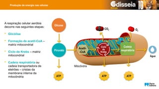 A respiração celular aeróbia
decorre nas seguintes etapas:
 Glicólise
 Formação de acetil-CoA –
matriz mitocondrial
 Ciclo de Krebs – matriz
mitocondrial
 Cadeia respiratória ou
cadeia transportadora de
eletrões – cristas da
membrana interna da
mitocôndria ATP ATP ATP
Glicose
Piruvato
Acetil-
-CoA
Ciclo
de
Krebs
Cadeia
respiratória
CO2 O2
Água
Mitocôndria
Produção de energia nas células
 
