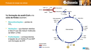 Na formação da acetil-CoA e no
ciclo de Krebs ocorrem:
 Descarboxilações – perdas de
CO2.
 Oxidações – que libertam eletrões
e iões H+
que irão reduzir moléculas
de NAD+ e FAD.
 Fosforilações – correspondentes
à ligação de um fosfato (P) ao ADP
com formação de ATP.
Produção de energia nas células
 