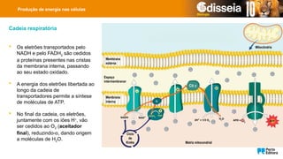  Os eletrões transportados pelo
NADH e pelo FADH2 são cedidos
a proteínas presentes nas cristas
da membrana interna, passando
ao seu estado oxidado.
 A energia dos eletrões libertada ao
longo da cadeia de
transportadores permite a síntese
de moléculas de ATP.
 No final da cadeia, os eletrões,
juntamente com os iões H+
, vão
ser cedidos ao O2 (aceitador
final), reduzindo-o, dando origem
a moléculas de H2O.
Cadeia respiratória
Matriz mitocondrial
Membrana
externa
Espaço
intermembranar
Ciclo
de
Krebs
Membrana
interna
Mitocôndria
Cit c
Produção de energia nas células
 