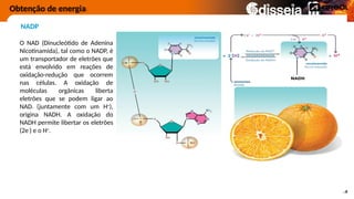 Obtenção de energia
NADP
O NAD (Dinucleótido de Adenina
Nicotinamida), tal como o NADP, é
um transportador de eletrões que
está envolvido em reações de
oxidação-redução que ocorrem
nas células. A oxidação de
moléculas orgânicas liberta
eletrões que se podem ligar ao
NAD+ (juntamente com um H+
),
origina NADH. A oxidação do
NADH permite libertar os eletrões
(2e-
) e o H+
.
 