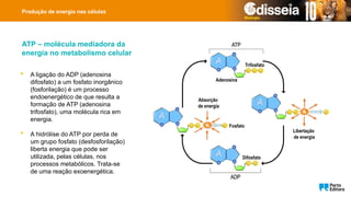 Produção de energia nas células
 A ligação do ADP (adenosina
difosfato) a um fosfato inorgânico
(fosforilação) é um processo
endoenergético de que resulta a
formação de ATP (adenosina
trifosfato), uma molécula rica em
energia.
 A hidrólise do ATP por perda de
um grupo fosfato (desfosforilação)
liberta energia que pode ser
utilizada, pelas células, nos
processos metabólicos. Trata-se
de uma reação exoenergética.
Adenosina
Trifosfato
Difosfato
Libertação
de energia
Fosfato
Absorção
de energia
ATP – molécula mediadora da
energia no metabolismo celular
 