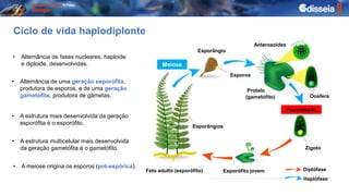 • A meiose origina os esporos (pré-espórica).
Meiose
Fecundação
Esporângio
Esporos
Esporângios
Esporófito jovem
Feto adulto (esporófito)
Anterozoides
Oosfera
Protalo
(gametófito)
Diplófase
Haplófase
Zigoto
Ciclo de vida haplodiplonte
• Alternância de fases nucleares, haploide
e diploide, desenvolvidas.
• Alternância de uma geração esporófita,
produtora de esporos, e de uma geração
gametófita, produtora de gâmetas.
• A estrutura mais desenvolvida da geração
esporófita é o esporófito.
• A estrutura multicelular mais desenvolvida
da geração gametófita é o gametófito.
 