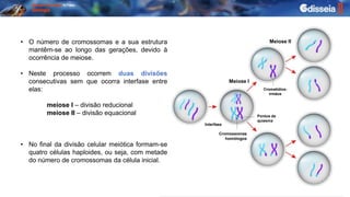 Meiose I
Meiose II
Cromatídios-
irmãos
Interfase
Cromossomas
homólogos
Pontos de
quiasma
• O número de cromossomas e a sua estrutura
mantêm-se ao longo das gerações, devido à
ocorrência de meiose.
• Neste processo ocorrem duas divisões
consecutivas sem que ocorra interfase entre
elas:
meiose I – divisão reducional
meiose II – divisão equacional
• No final da divisão celular meiótica formam-se
quatro células haploides, ou seja, com metade
do número de cromossomas da célula inicial.
 