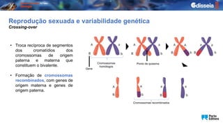 Reprodução sexuada e variabilidade genética
• Troca recíproca de segmentos
dos cromatídios dos
cromossomas de origem
paterna e materna que
constituem o bivalente.
• Formação de cromossomas
recombinados, com genes de
origem materna e genes de
origem paterna.
Gene
Cromossomas
homólogos
Ponto de quiasma
Cromossomas recombinados
Crossing-over
 