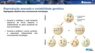 Reprodução sexuada e variabilidade genética
• Durante a metáfase I, cada bivalente
dispõe-se de forma aleatória e
independente na placa equatorial do
fuso acromático.
• Durante a anáfase I, ocorre, portanto,
a separação independente dos
cromossomas homólogos.
Segregação aleatória dos cromossomas homólogos
 