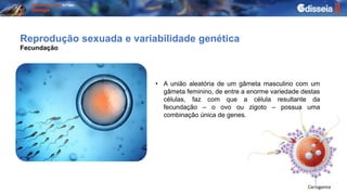 Reprodução sexuada e variabilidade genética
• A união aleatória de um gâmeta masculino com um
gâmeta feminino, de entre a enorme variedade destas
células, faz com que a célula resultante da
fecundação – o ovo ou zigoto – possua uma
combinação única de genes.
Fecundação
 