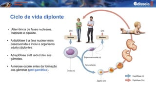 • Alternância de fases nucleares,
haploide e diploide.
Ciclo de vida diplonte
• A meiose ocorre antes da formação
dos gâmetas (pré-gamética).
• A diplófase é a fase nuclear mais
desenvolvida e inclui o organismo
adulto (diplonte).
• A haplófase está reduzidas aos
gâmetas.
 