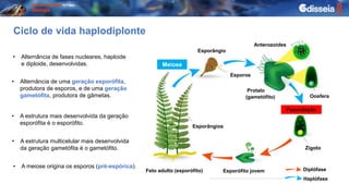 • A meiose origina os esporos (pré-espórica).
Meiose
Fecundação
Esporângio
Esporos
Esporângios
Esporófito jovem
Feto adult...