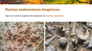 Rochas sedimentares biogénicas
Alguns dos calcários biogénicos são designados por calcários conquíferos.
 