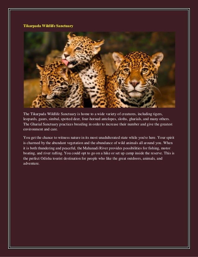 Tikarpada Wildlife Sanctuary
The Tikarpada Wildlife Sanctuary is home to a wide variety of creatures, including tigers,
leopards, gaurs, simbal, spotted deer, four-horned antelopes, sloths, gharials, and many others.
The Gharial Sanctuary practices breeding in order to increase their number and give the greatest
environment and care.
You get the chance to witness nature in its most unadulterated state while you're here. Your spirit
is charmed by the abundant vegetation and the abundance of wild animals all around you. When
it is both thundering and peaceful, the Mahanadi River provides possibilities for fishing, motor
boating, and river rafting. You could opt to go on a hike or set up camp inside the reserve. This is
the perfect Odisha tourist destination for people who like the great outdoors, animals, and
adventure.
 