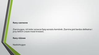Rany czerwone
Ziarninujące, ich kolor oznacza fazę wzrostu komórek. Ziarnina jest bardzo delikatna i
przy lekkim urazie może krwawić.
Rany różowe
Naskórkujące
 