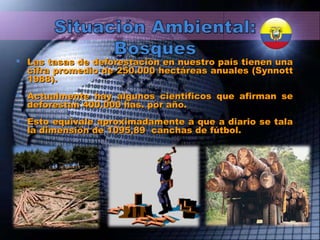 Las tasas de deforestación en nuestro país tienen una cifra promedio de 250.000 hectáreas anuales (Synnott 1988).  Actualmente hay algunos científicos que afirman se deforestan 400.000 has. por año. Esto equivale aproximadamente a que a diario se tala la dimensión de 1095,89  canchas de fútbol. 