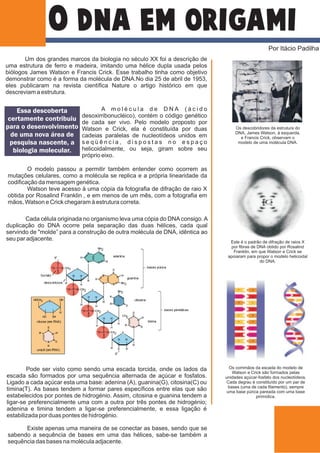 o DNA em origami
Por Itácio Padilha
Este é o padrão de difração de raios X
por fibras de DNA obtido por Rosalind
Franklin, em que Watson e Crick se
apoiaram para propor o modelo helicoidal
do DNA.
Os descobridores da estrutura do
DNA, James Watson, à esquerda,
e Francis Crick, observam o
modelo de uma molécula DNA.
A m o l é c u l a d e D N A ( á c i d o
desoxirribonucléico), contém o código genético
de cada ser vivo. Pelo modelo proposto por
Watson e Crick, ela é constituída por duas
cadeias paralelas de nucleotídeos unidos em
s e q ü ê n c i a , d i s p o s t a s n o e s p a ç o
helicoidalmente, ou seja, giram sobre seu
próprio eixo.
Um dos grandes marcos da biologia no século XX foi a descrição de
uma estrutura de ferro e madeira, imitando uma hélice dupla usada pelos
biólogos James Watson e Francis Crick. Esse trabalho tinha como objetivo
demonstrar como é a forma da molécula de DNA.No dia 25 de abril de 1953,
eles publicaram na revista científica Nature o artigo histórico em que
descreviam a estrutura.
Essa descoberta
certamente contribuiu
para o desenvolvimento
de uma nova área de
pesquisa nascente, a
biologia molecular.
Cada célula originada no organismo leva uma cópia do DNAconsigo.A
duplicação do DNA ocorre pela separação das duas hélices, cada qual
servindo de "molde” para a construção de outra molécula de DNA, idêntica ao
seu par adjacente.
Pode ser visto como sendo uma escada torcida, onde os lados da
escada são formados por uma sequência alternada de açúcar e fosfatos.
Ligado a cada açúcar esta uma base: adenina (A), guanina(G), citosina(C) ou
timina(T). As bases tendem a formar pares específicos entre elas que são
estabelecidos por pontes de hidrogénio. Assim, citosina e guanina tendem a
ligar-se preferencialmente uma com a outra por três pontes de hidrogénio;
adenina e timina tendem a ligar-se preferencialmente, e essa ligação é
estabilizada por duas pontes de hidrogénio.
Existe apenas uma maneira de se conectar as bases, sendo que se
sabendo a sequência de bases em uma das hélices, sabe-se também a
sequência das bases na molécula adjacente.
Os corrimãos da escada do modelo de
Watson e Crick são formados pelas
unidades açúcar-fosfato dos nucleotídeos.
Cada degrau é constituído por um par de
bases (uma de cada filamento), sempre
uma base púrica pareada com uma base
pirimídica.
O modelo passou a permitir também entender como ocorrem as
mutações celulares, como a molécula se replica e a própria linearidade da
codificação da mensagem genética.
Watson teve acesso à uma cópia da fotografia de difração de raio X
obtida por Rosalind Franklin , e em menos de um mês, com a fotografia em
mãos, Watson e Crick chegaram à estrutura correta.
 