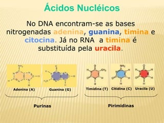 Adenina (A)Guanina (G)Uracila (U)Citidina (C)Timidina (T)PurinasPirimidinasÁcidos NucléicosNo DNA encontram-se as bases nitrogenadasadenina, guanina, timinaecitocina. Já no RNA  atiminaé substituída pelauracila. 