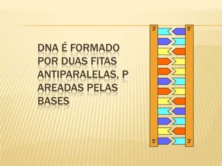 5’3’3’5’DNA é formado por duas fitas antiparalelas, pareadas pelas bases