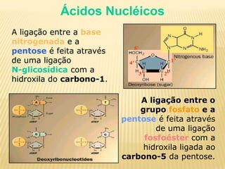 Ácidos NucléicosA ligação entre abase nitrogenadae a pentoseé feita através de uma ligaçãoN-glicosídicacom a hidroxila do carbono-1.A ligação entre o grupo fosfato e a pentose é feita através de uma ligação fosfoéster com a hidroxila ligada ao carbono-5 da pentose.