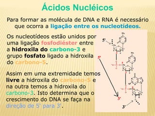 Ácidos NucléicosPara formar as molécula de DNA e RNA é necessário que ocorra a ligação entre os nucleotídeos. Os nucleotídeos estão unidos por uma ligação fosfodiéster entre a hidroxila do carbono-3 e grupo fosfato ligado a hidroxila docarbono-5. Assim em uma extremidade temos livre a hidroxila do carbono-5 e na outra temos a hidroxila do carbono-3. Isto determina que o crescimento do DNA se faça na direção de 5' para 3‘.