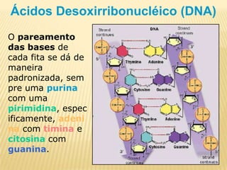 Ácidos Desoxirribonucléico (DNA)O pareamento das bases de cada fita se dá de maneira padronizada, sempre uma purina com uma pirimidina, especificamente, adenina com timina e citosina com guanina.