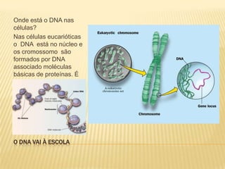 O DNA VAI À ESCOLA Onde está o DNA nas células?Nas células eucarióticas o  DNA  está no núcleo e os cromossomo são formados por DNA associado moléculas básicas de proteínas. É na molécula de DNA que estão os genes. Cada gene é transcrito em moléculas de outro  ácido nucléico  chamado ribonucléico.  