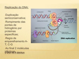 O dna vai à escolaReplicação do DNA:Duplicação semiconservativa;