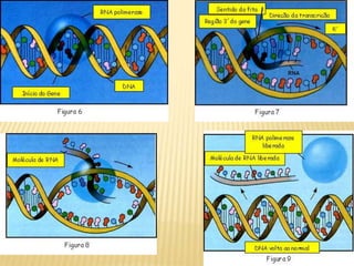 Ao final 2 moléculas idênticasReplicação do DNA:Necessidade de fita molde.Ocorre na fase S da interfase.DNA polimerase: adição de nucleotídeos no sentido 5’. 3’: necessidade de extremidade 3’-OH livre para que ocorra a ligação fosfodiéster.Necessidade de um iniciador ou“primer” :oligonucleotídeo de RNA, complementar ao DNA fita-molde.- Após adição de umnucleotídeo, a DNApolimerase se dissociaou se move ao longo domolde para adicionarum outro nucleotídeo:DNA ligase: no finalda síntese, a polimeraseremove os iniciadores eos substitui por nucleotídeos de DNA Æcortes selados pela DNAligase.