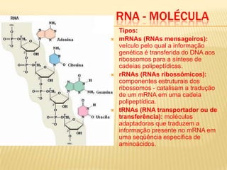 O dna vai à escolaTranscrição:Todo RNA é produzido a partir de um modelo de DNA, usa-se ribonucleotidios;Apenas uma cadeia servirá de molde;Catalisada pela RNA polimerase