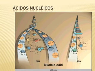 Ácidos nucléicos