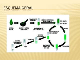 O dna vai a escolaProjeto Genoma Humano:Teve o objetivo de determinar a seqüência de todos os nucleotídeos dos 24 cromossomos constituintes do genoma humano.