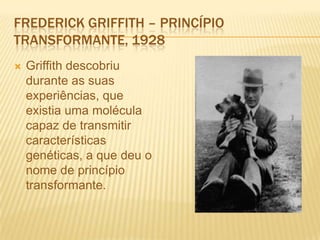 FrederickGriffith – Princípio transformante, 1928Griffith descobriu durante as suas experiências, que existia uma molécula capaz de transmitir características genéticas, a que deu o nome de princípio transformante.