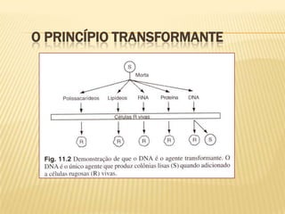 O princípio transformante