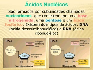 Ácidos NucléicosSão formados por subunidades chamadasnucleotídeos, que consistem em umabase nitrogenada, umapentose e umácido fosfórico. Existem dois tipos de ácidos, DNA (ácido desoxirribonucléico) e RNA (ácido ribonucléico)