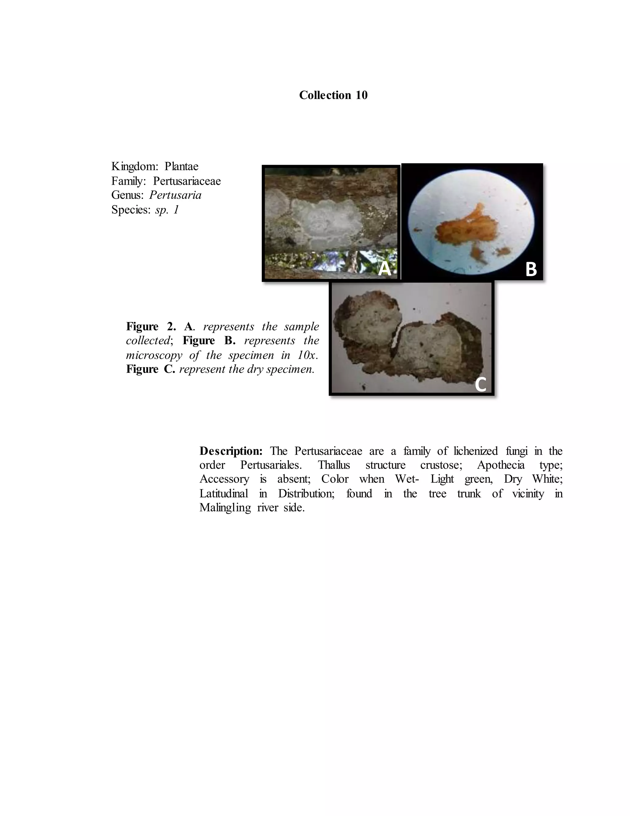 Collection 10
Kingdom: Plantae
Family: Pertusariaceae
Genus: Pertusaria
Species: sp. 1
A B
Figure 2. A. represents the sample
collected; Figure B. represents the
microscopy of the specimen in 10x.
Figure C. represent the dry specimen.
Description: The Pertusariaceae are a family of lichenized fungi in the
order Pertusariales. Thallus structure crustose; Apothecia type;
Accessory is absent; Color when Wet- Light green, Dry White;
Latitudinal in Distribution; found in the tree trunk of vicinity in
Malingling river side.
C
 