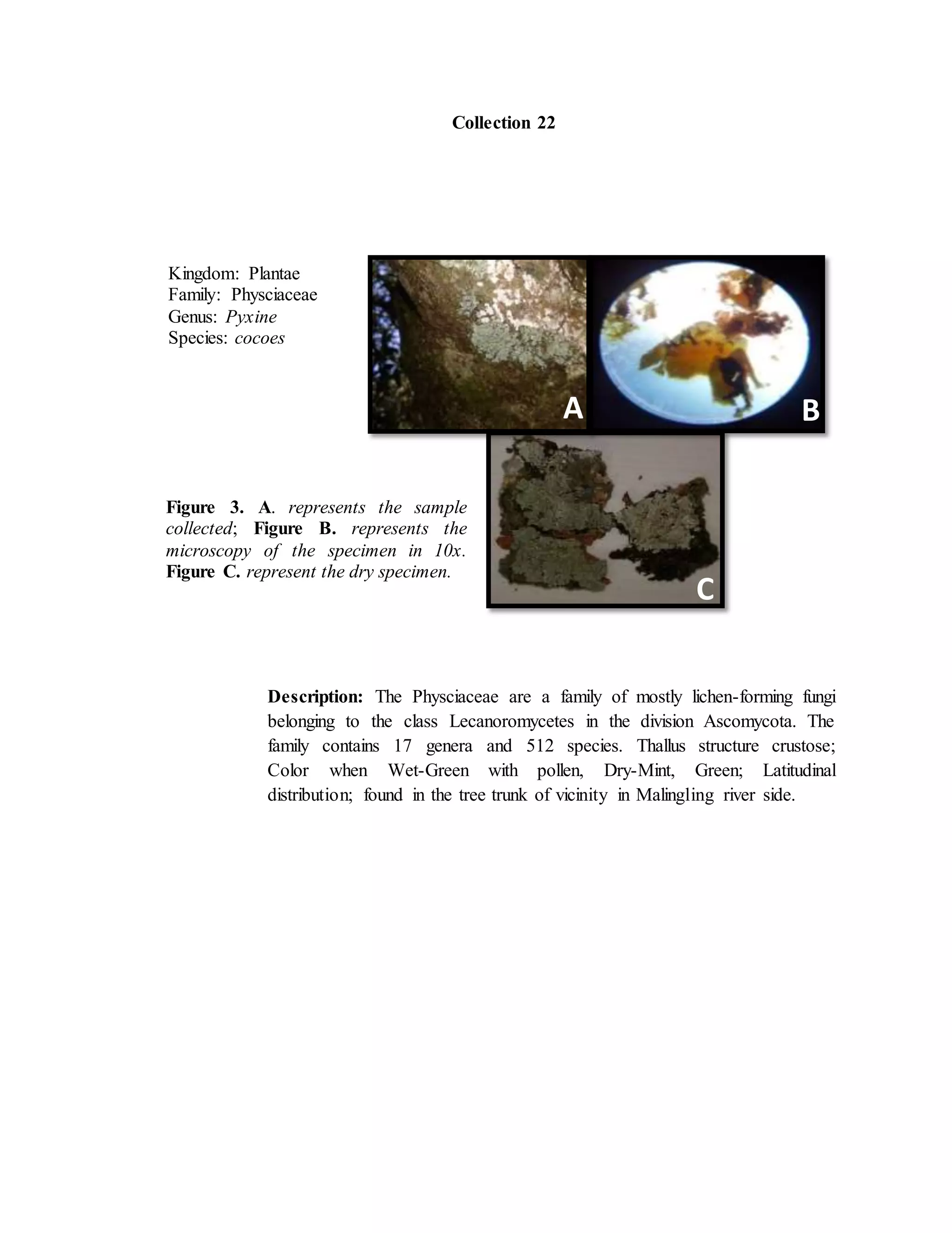 Collection 22
Kingdom: Plantae
Family: Physciaceae
Genus: Pyxine
Species: cocoes
A B
Figure 3. A. represents the sample
collected; Figure B. represents the
microscopy of the specimen in 10x.
Figure C. represent the dry specimen.
Description: The Physciaceae are a family of mostly lichen-forming fungi
belonging to the class Lecanoromycetes in the division Ascomycota. The
family contains 17 genera and 512 species. Thallus structure crustose;
Color when Wet-Green with pollen, Dry-Mint, Green; Latitudinal
distribution; found in the tree trunk of vicinity in Malingling river side.
C
 