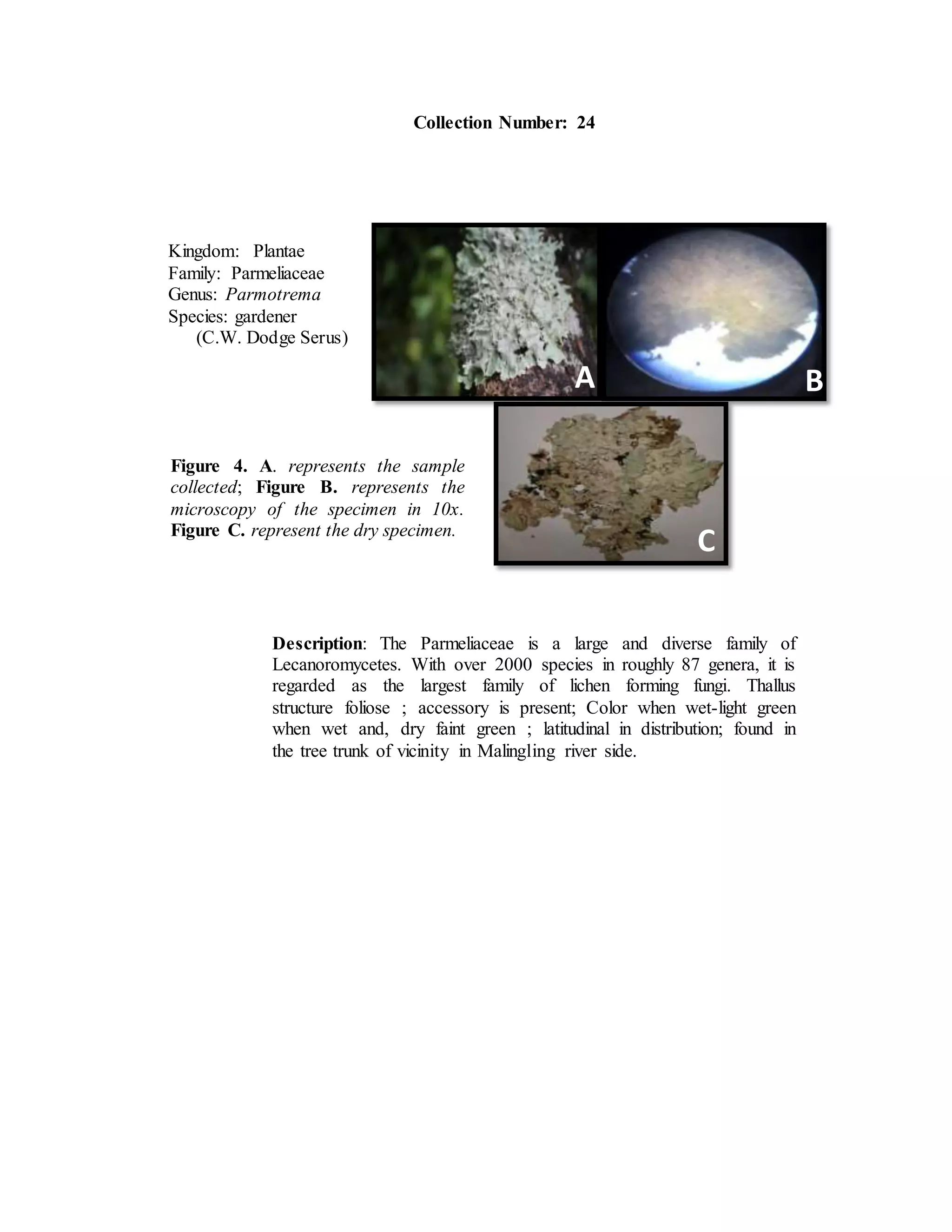Collection Number: 24
Kingdom: Plantae
Family: Parmeliaceae
Genus: Parmotrema
Species: gardener
(C.W. Dodge Serus)
Description: The Parmeliaceae is a large and diverse family of
Lecanoromycetes. With over 2000 species in roughly 87 genera, it is
regarded as the largest family of lichen forming fungi. Thallus
structure foliose ; accessory is present; Color when wet-light green
when wet and, dry faint green ; latitudinal in distribution; found in
the tree trunk of vicinity in Malingling river side.
A
Figure 4. A. represents the sample
collected; Figure B. represents the
microscopy of the specimen in 10x.
Figure C. represent the dry specimen.
B
C
 