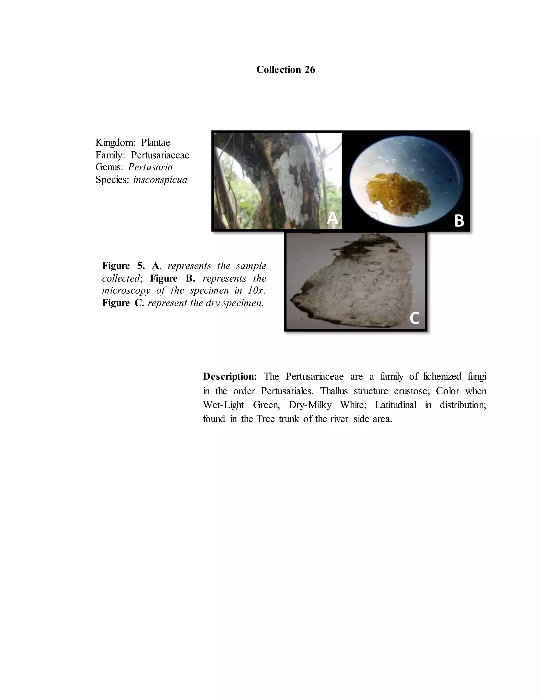 Collection 26
Kingdom: Plantae
Family: Pertusariaceae
Genus: Pertusaria
Species: insconspicua
Figure 5. A. represents the sample
collected; Figure B. represents the
microscopy of the specimen in 10x.
Figure C. represent the dry specimen.
Description: The Pertusariaceae are a family of lichenized fungi
in the order Pertusariales. Thallus structure crustose; Color when
Wet-Light Green, Dry-Milky White; Latitudinal in distribution;
found in the Tree trunk of the river side area.
BA
C
 