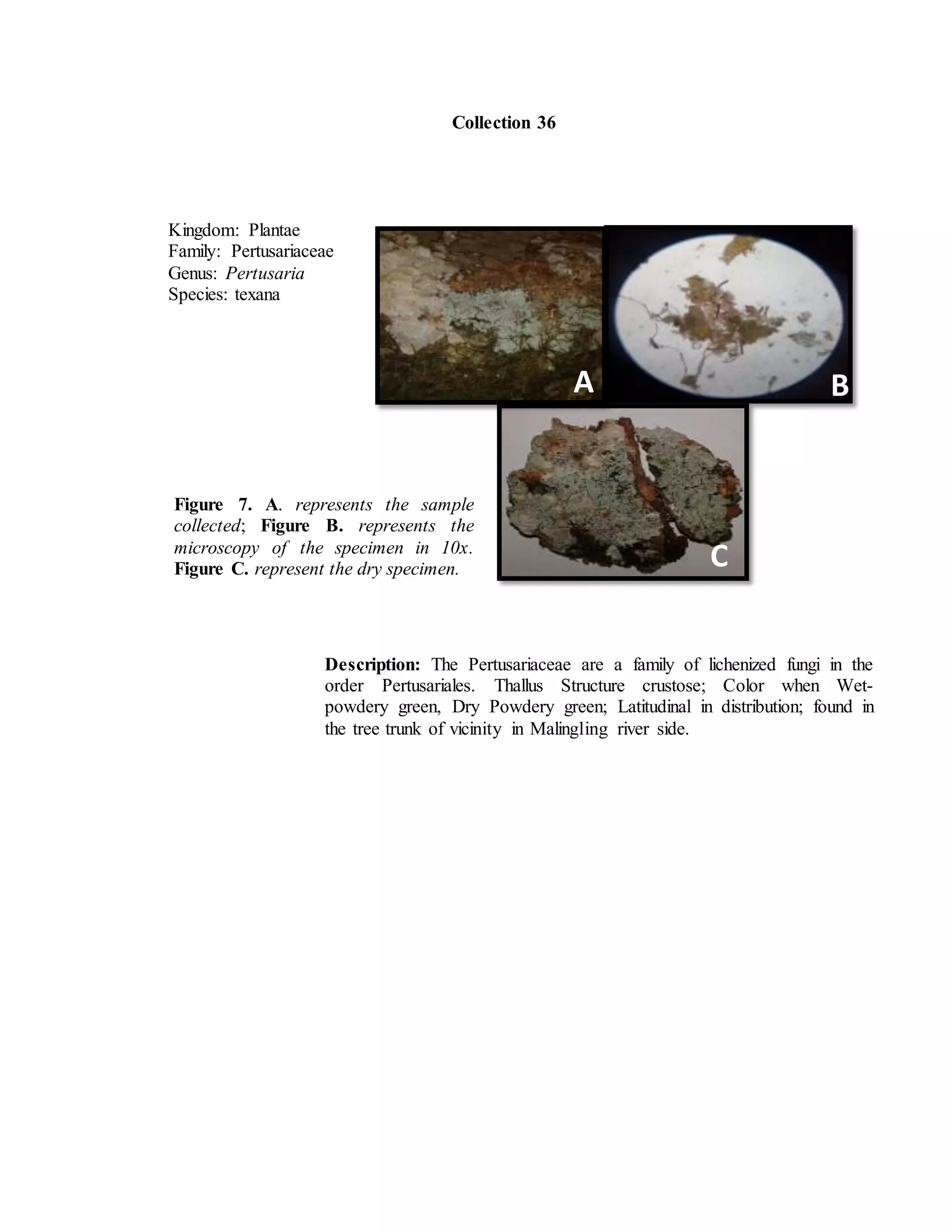 Collection 36
Kingdom: Plantae
Family: Pertusariaceae
Genus: Pertusaria
Species: texana
Description: The Pertusariaceae are a family of lichenized fungi in the
order Pertusariales. Thallus Structure crustose; Color when Wet-
powdery green, Dry Powdery green; Latitudinal in distribution; found in
the tree trunk of vicinity in Malingling river side.
A B
Figure 7. A. represents the sample
collected; Figure B. represents the
microscopy of the specimen in 10x.
Figure C. represent the dry specimen.
C
C
 