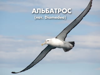 ¿À‹¡¿“—Œ–
(Î‡Ú. Diomedea) 
 