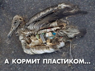 ¿ ÊКŒ—Ã»“ œÀ¿–“»ÊКŒÃ...
 