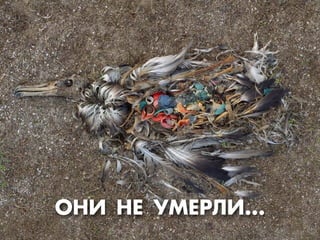 ŒÕ» ÕÅЕ ”ÃÅЕ—À»...
 