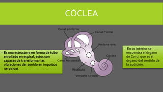 CÓCLEA
 En su interior se
encuentra el órgano
de Corti, que es el
órgano del sentido de
la audición.
 