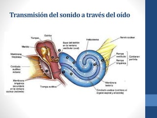 Transmisióndel sonido a travésdel oído
 