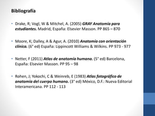 Bibliografía
• Drake, R; Vogl, W & Mitchel, A. (2005) GRAY Anatomía para
estudiantes. Madrid, España: Elsevier Masson. PP 865 – 870
• Moore, K; Dalley, A & Agur, A. (2010) Anatomía con orientación
clínica. (6° ed) España: Lippincott Williams & Wilkins. PP 973 - 977
• Netter, F (2011) Atlas de anatomía humana. (5° ed) Barcelona,
España: Elsevier Masson. PP 95 – 98
• Rohen, J; Yokochi, C & Weinreb, E (1983) Atlas fotográfico de
anatomía del cuerpo humano. (3° ed) México, D.F.: Nueva Editorial
Interamericana. PP 112 - 113
 