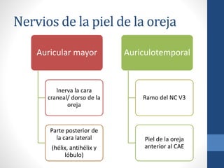 Nervios de la piel de la oreja
Auricular mayor
Inerva la cara
craneal/ dorso de la
oreja
Parte posterior de
la cara lateral
(hélix, antihélix y
lóbulo)
Auriculotemporal
Ramo del NC V3
Piel de la oreja
anterior al CAE
 